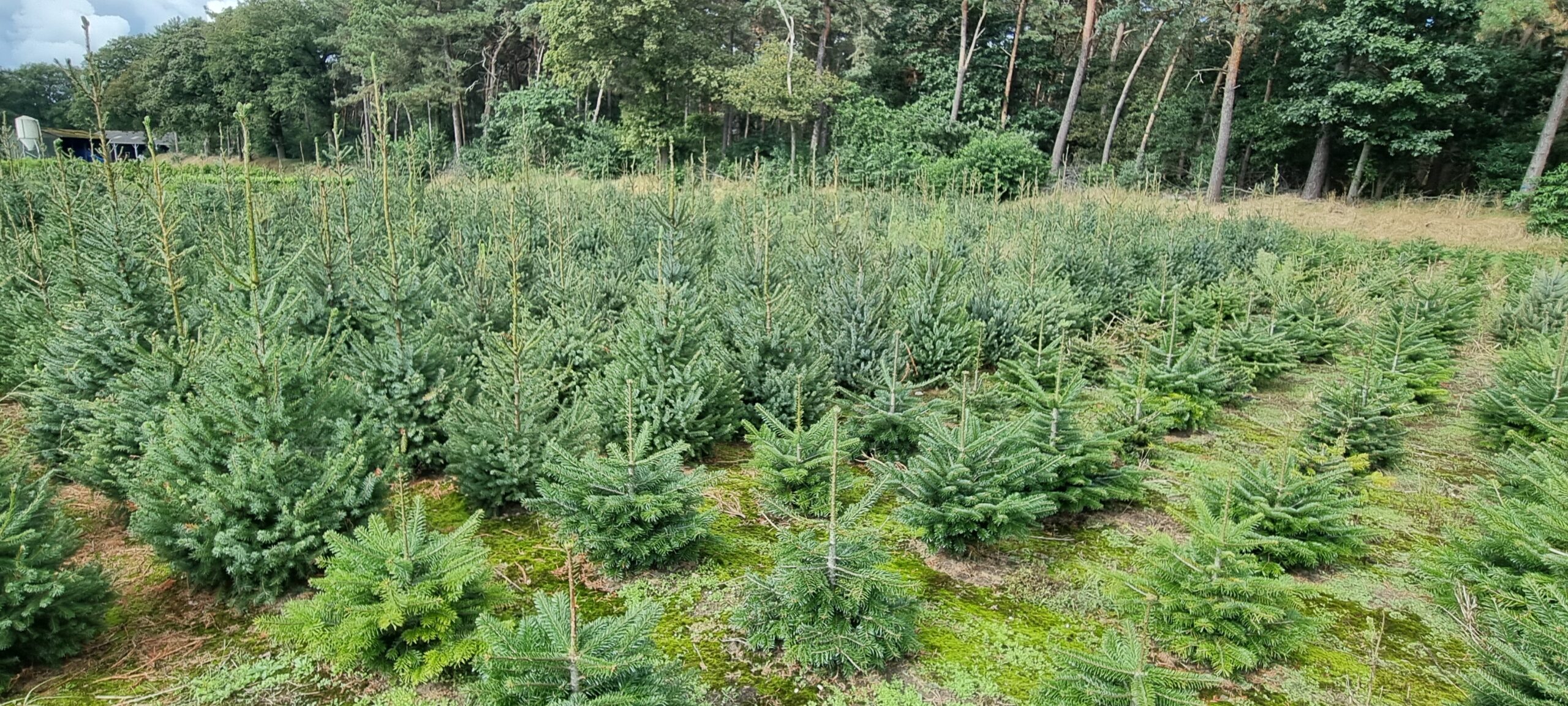 picea abies, european spruce, cone