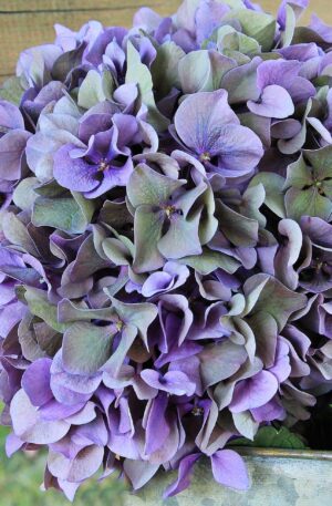 hydrangea, flower, blossom-1635541.jpg