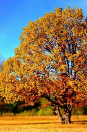 tree, park, autumn-99852.jpg