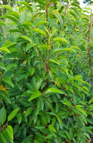 Portugese laurier | Prunus lusitanica Angustifolia
