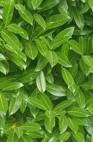 Prunus laurocerasus Novita