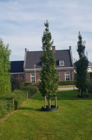 haagbeuk zuilvorm | Carpinus bet. 'Fastigiata' (beveerd)