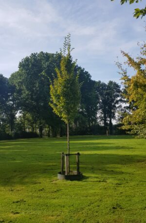 Haagbeuk | Carpinus betulus
