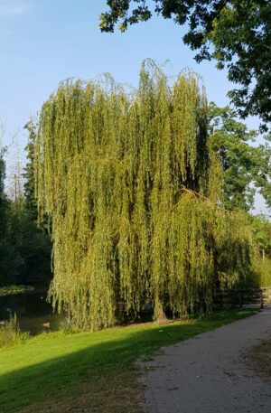 Treurwilg | Salix sepulcralis 'Chrysocoma'
