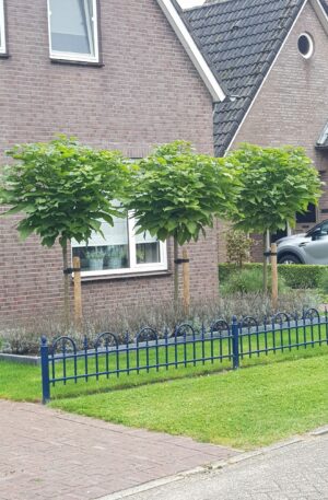 Bolcatalpa | Catalpa bignonioides 'Nana'