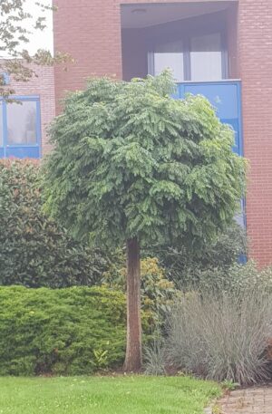 Bolacacia | robinia pseudoacacia 'umbraculifera