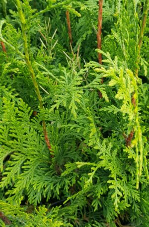 Levensboom Excelsa | Thuja plicata Excelsa