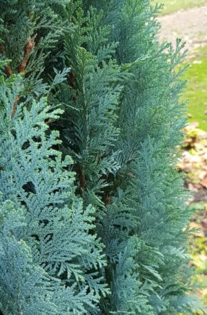 Blauwe Californische Cipres | Chamaecyparis lawsoniana Columnaris