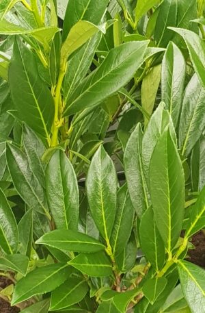 Laurierkers Caucasica | Prunus laurocerasus Caucasica