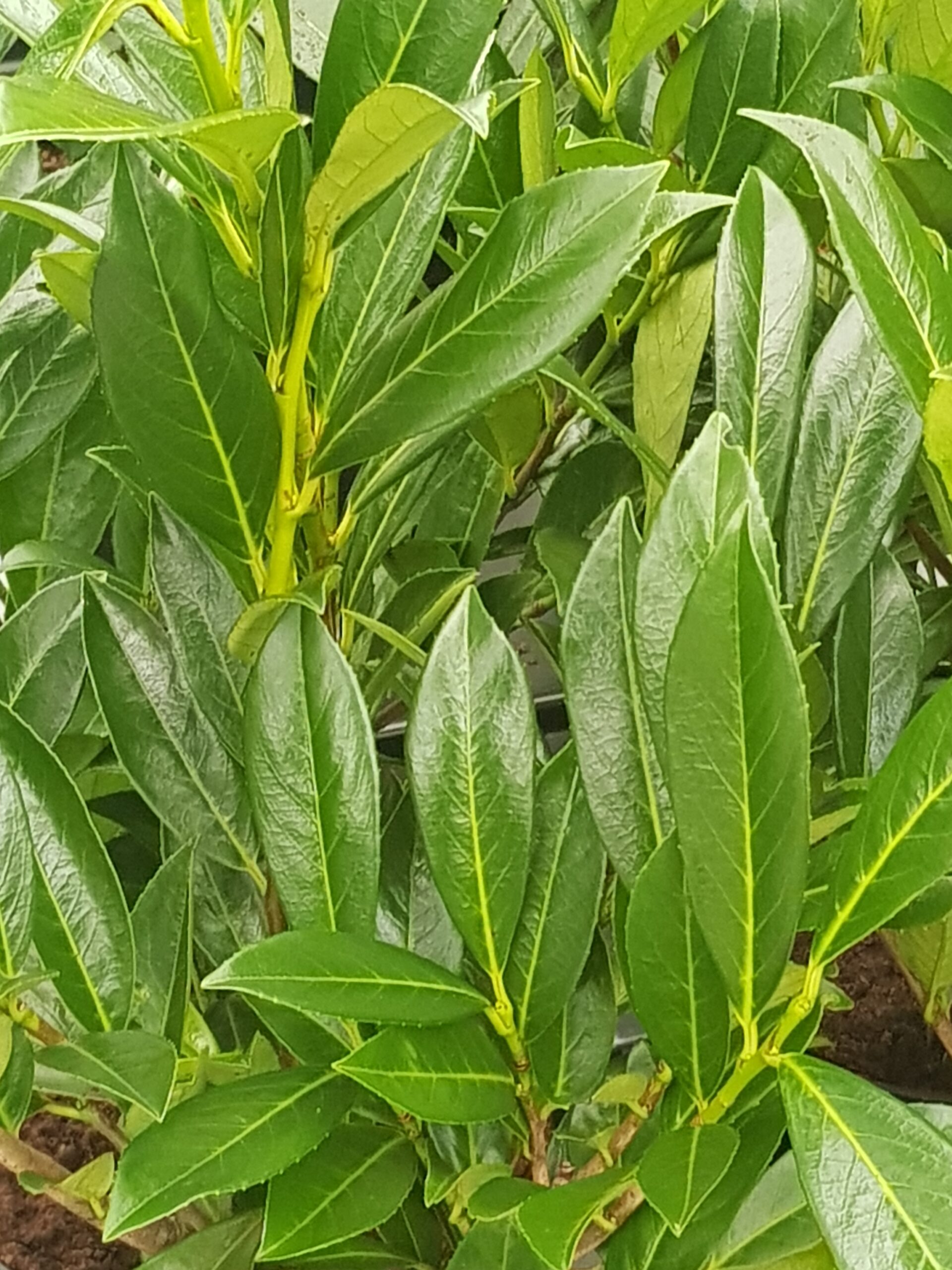 Laurierkers Caucasica | Prunus laurocerasus Caucasica