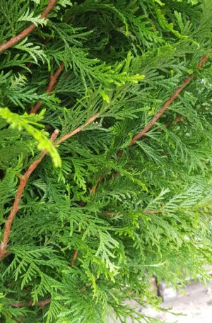 Levensboom Atrovirens | Thuja plicata "Atrovirens
