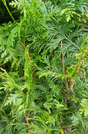 Levensboom Gelderland