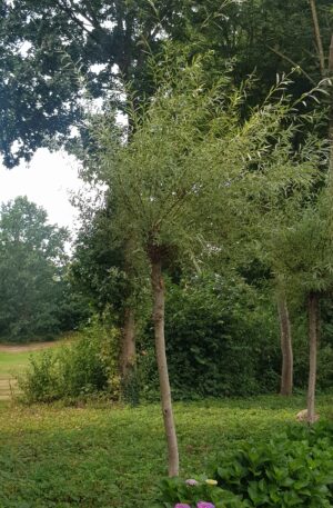 Knotwilg | Salix alba 'Chermesina'