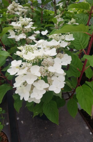 Hydrangea paniculata Wim Red