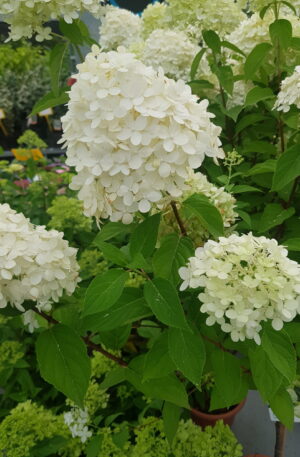 Hydrangea paniculata Limelight