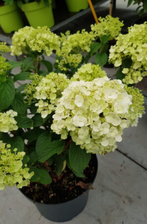 Hydrangea paniculata Bobo