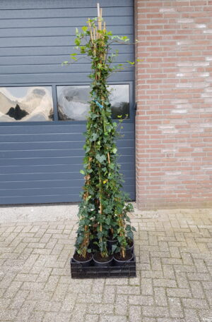Hedera hibernica | Gestokt