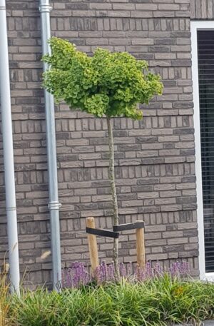 Bol Japansenotenboom