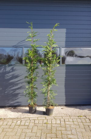 Leylandii /Cipressen