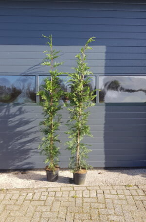 Leylandii /Cipressen
