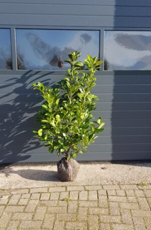 Laurierkers Rotundifolia