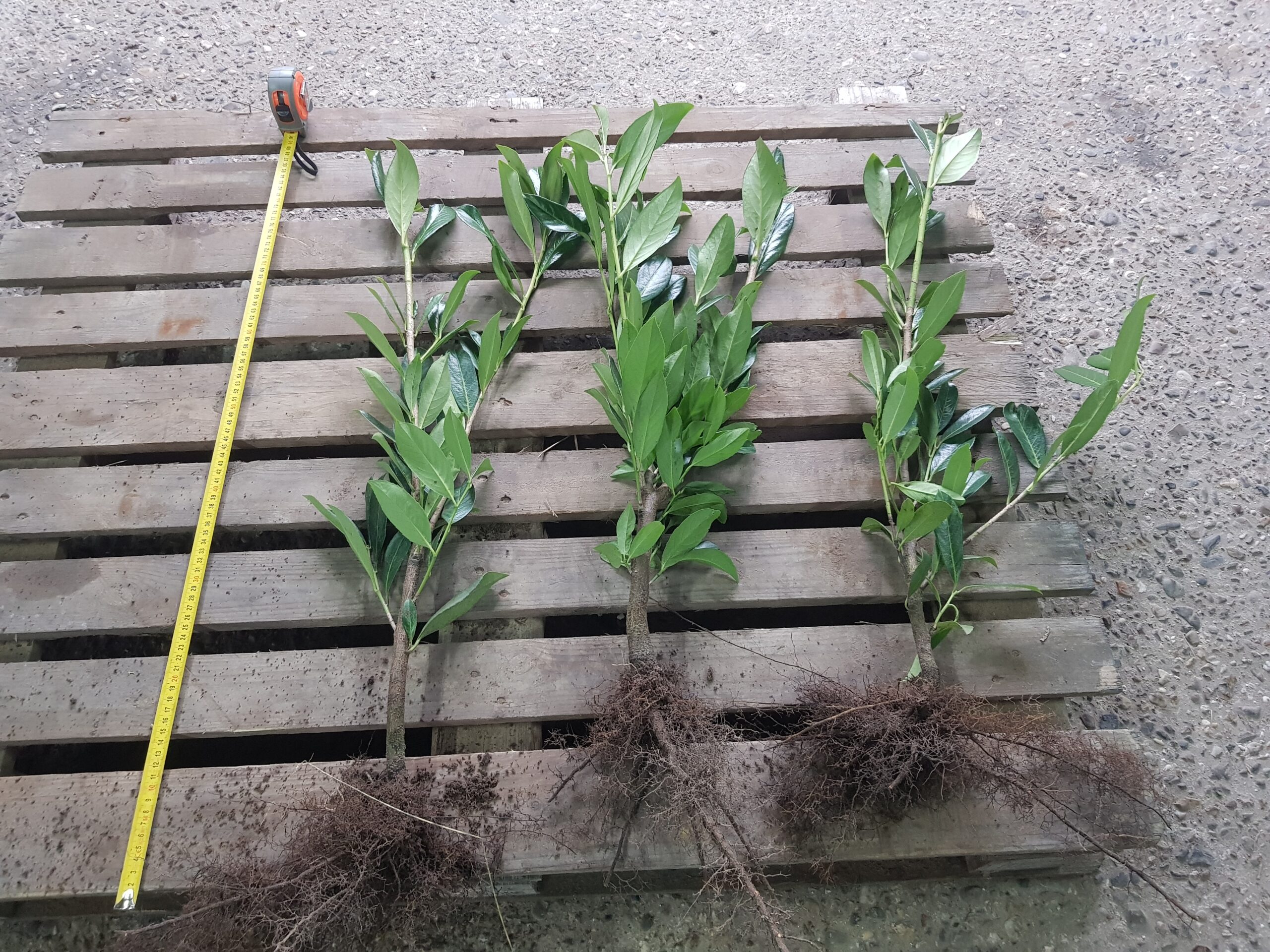 Laurierkers Caucasica - Afbeelding 2