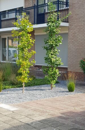 Japanse notenboom Beveerd | Ginkgo biloba Menhir