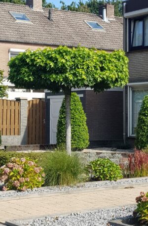 Dakamberboom | Liquidambar st. 'Worplesdon'