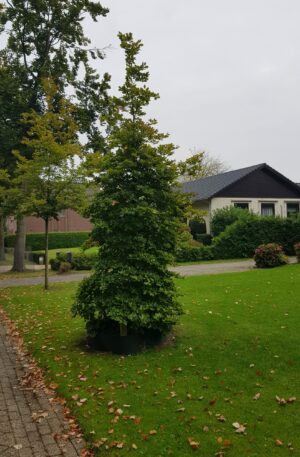 Beuk | Fagus sylvatica (beveerd)