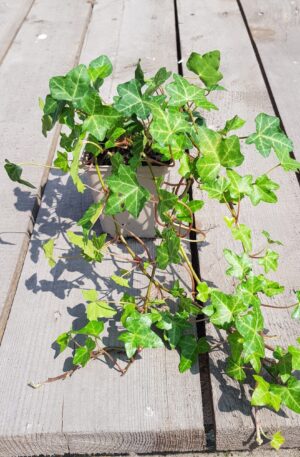 Hedera helix Woerner
