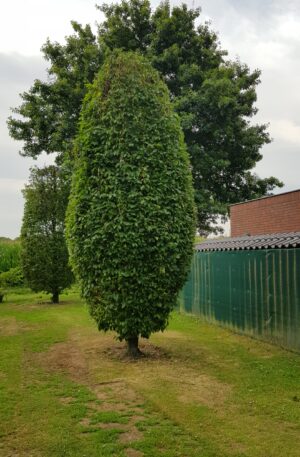 Carpinus betulus (beveerd)