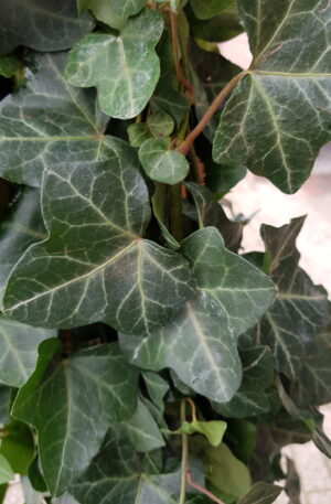 Hedera hibernica