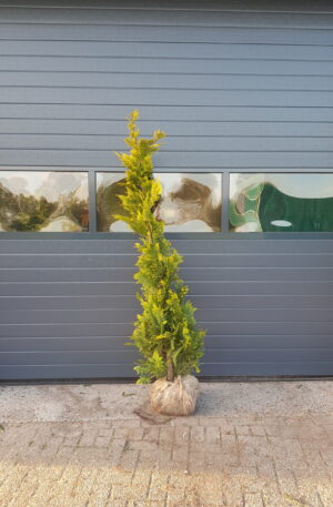 Gele californische Cipres