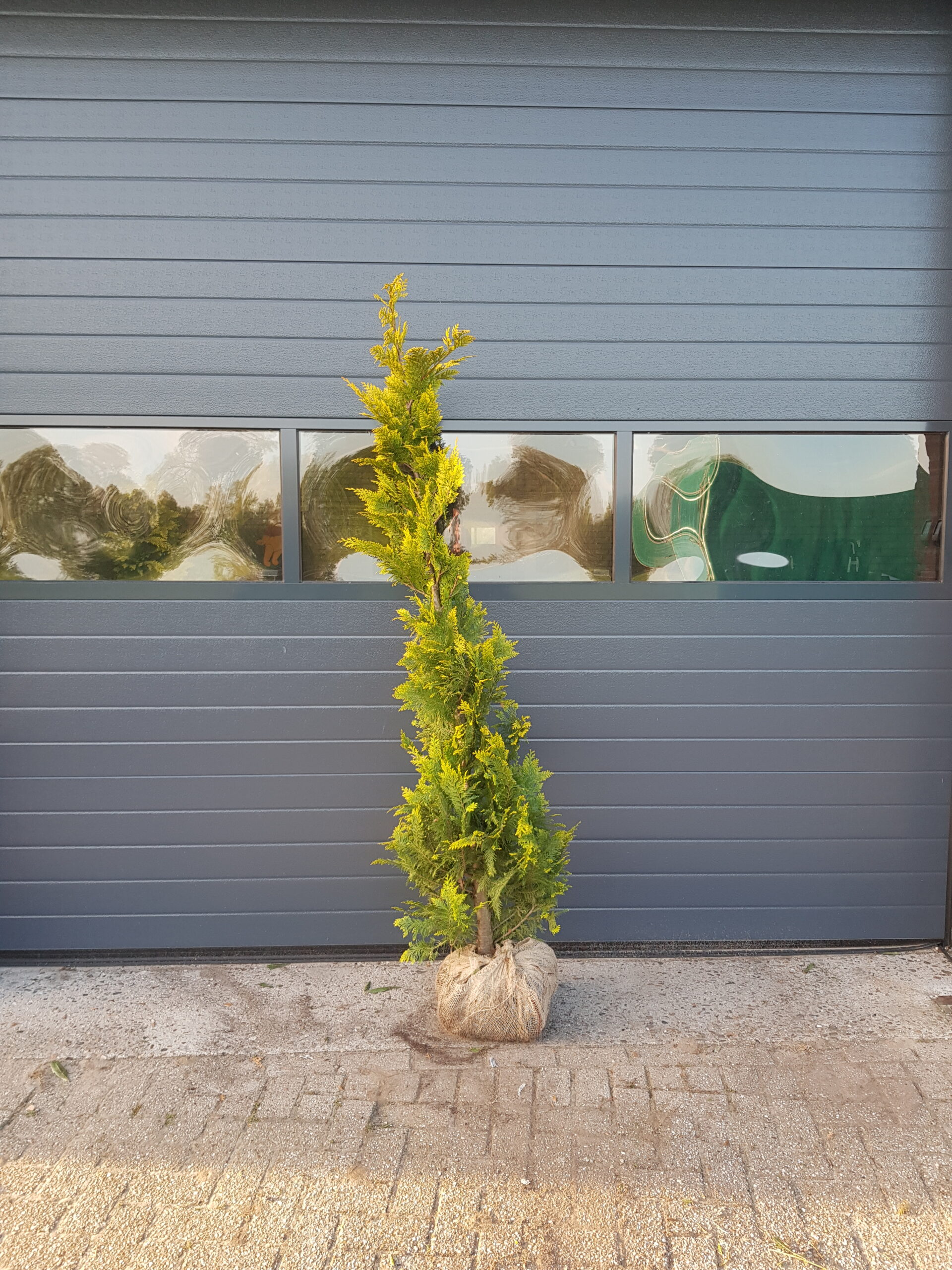 Gele californische Cipres