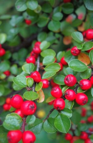 cotoneaster