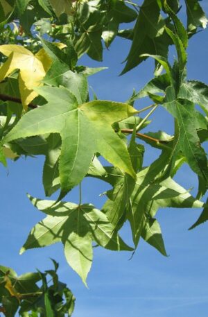 liquidambar, sweet gum, red gum