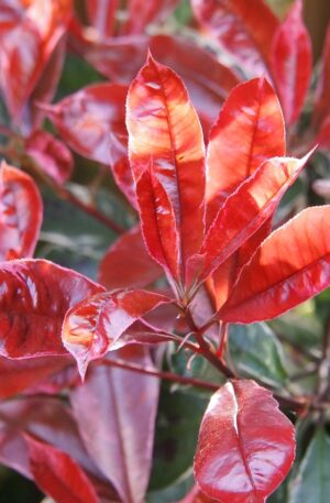 Photinia, red, robin