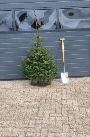 Picea omorika / servische spar