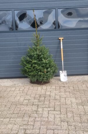 Picea omorika / servische spar