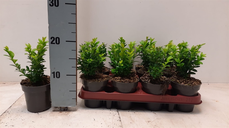 Buxus struik