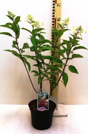 Hydrangea paniculata ‘pinkie winky