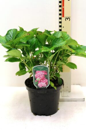 Hydrangea macrophylla Roze
