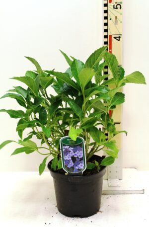Hydrangea macrophylla Blauw