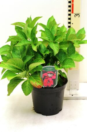 Hydrangea macrophylla Rood