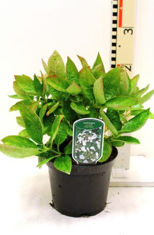 Hydrangea macrophylla Wit