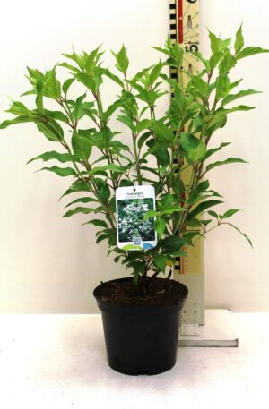 Hydrangea paniculata ‘kyushu’