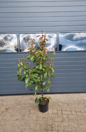 Photinia Fraseri red Robin / Glansmispel